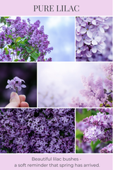 8oz mason PURE LILAC