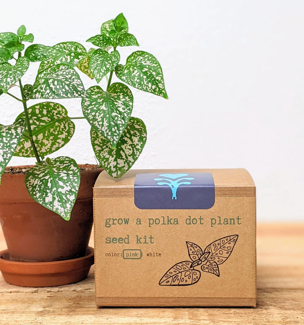 plant seed box Grow A Polka Dot Plant Seed Kit – Remedy Holistic