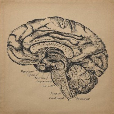 Nootropics Unveiled Enhancing Brain Function and Focus