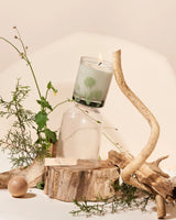 Teak Soy Candle, 12 oz