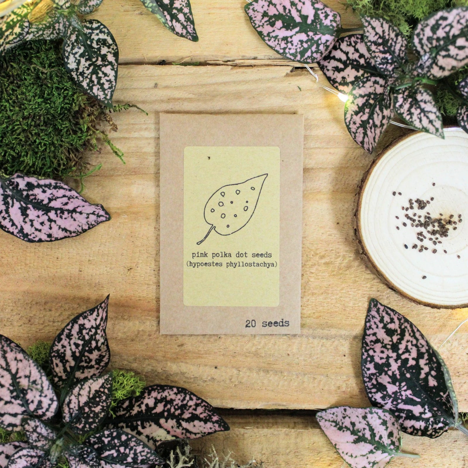 growing polka dot plant from seed Grow A Polka Dot Plant Seed Kit – Remedy Holistic